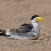 Large-billed Tern